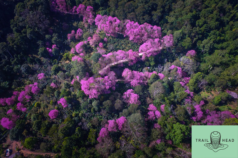 Where to See Sakura Cherry Blossom in Chiang Mai