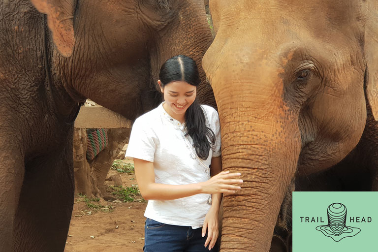 Elephants in Chiang Mai