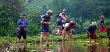 Mae Rim Rice Paddy